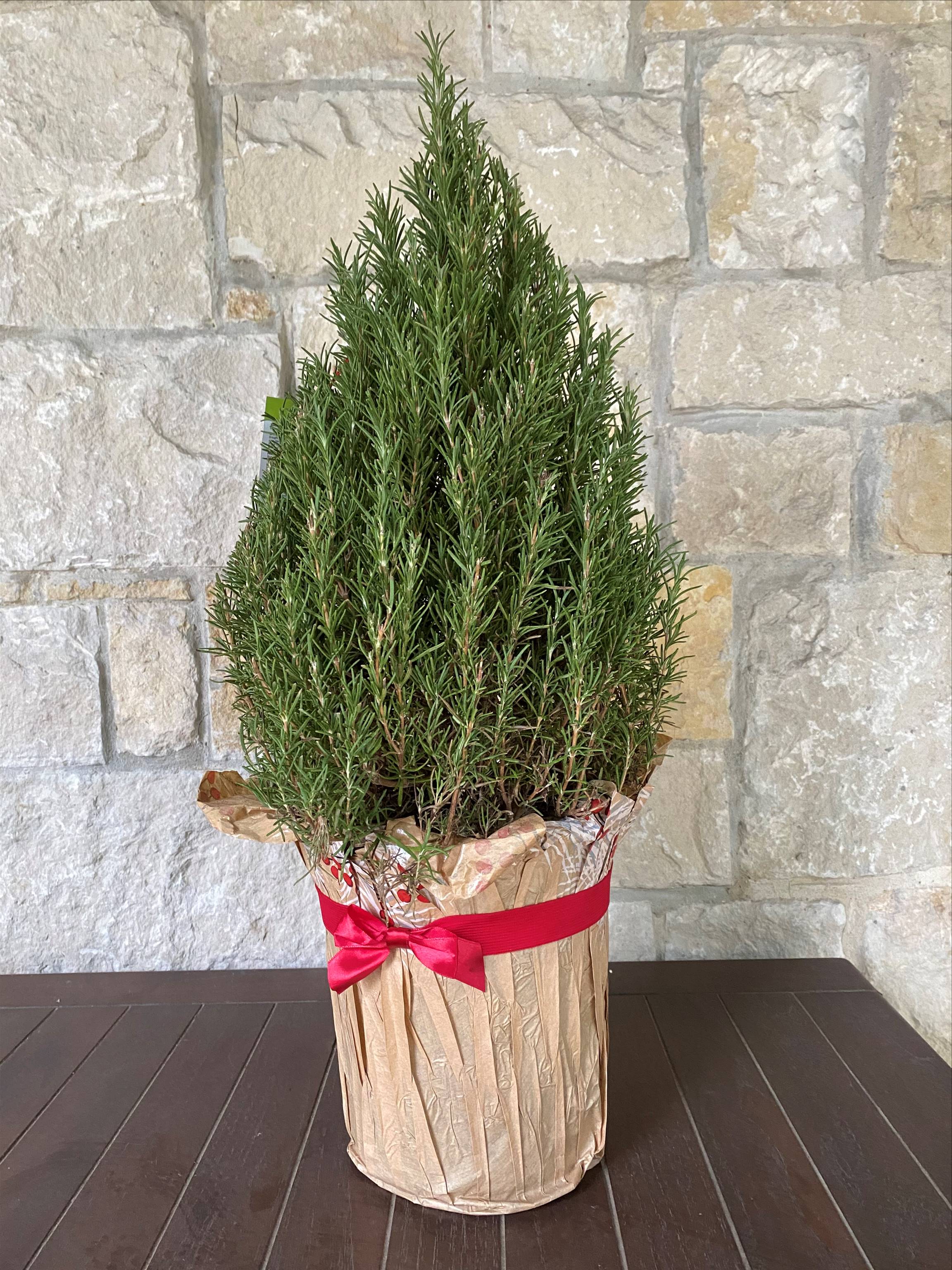 rosemary-tree